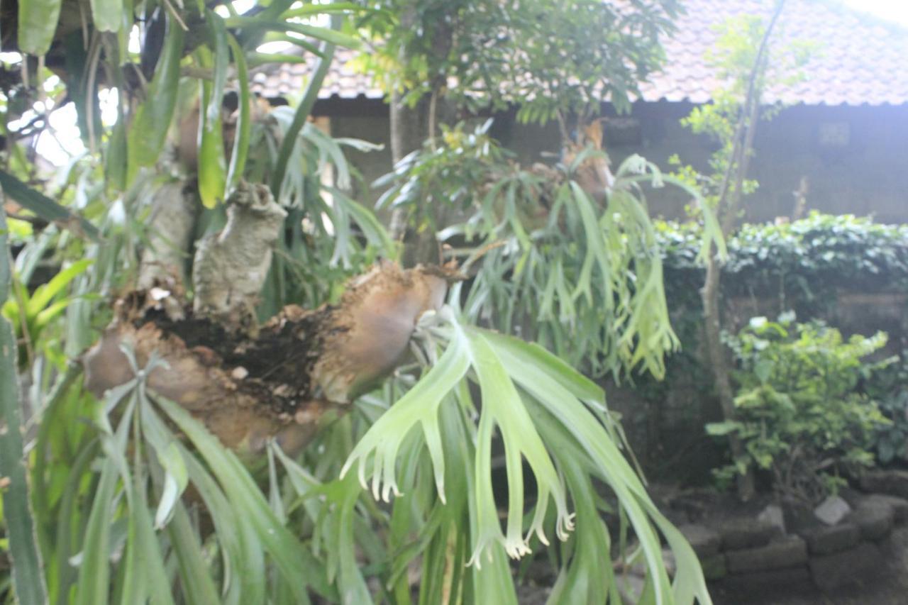 Umah De Arlika UBUD Bagian luar foto